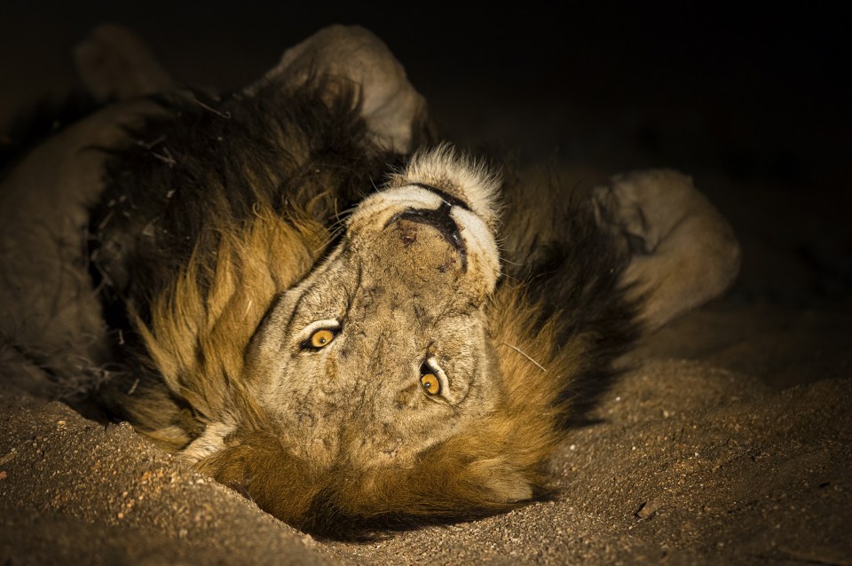 This lion was pictured rolling around in the sand