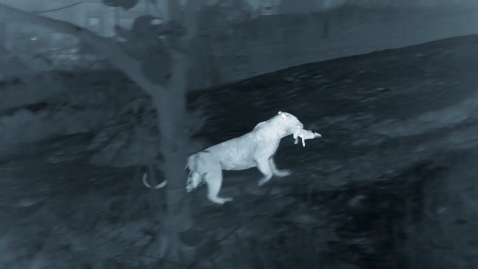The leopard manages to get away with its prey 