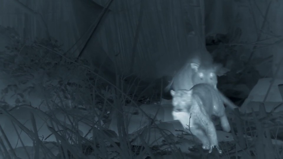 In the upsetting scene a leopardhunts a baby piglet from under its  mother and manages to escape before it is caught