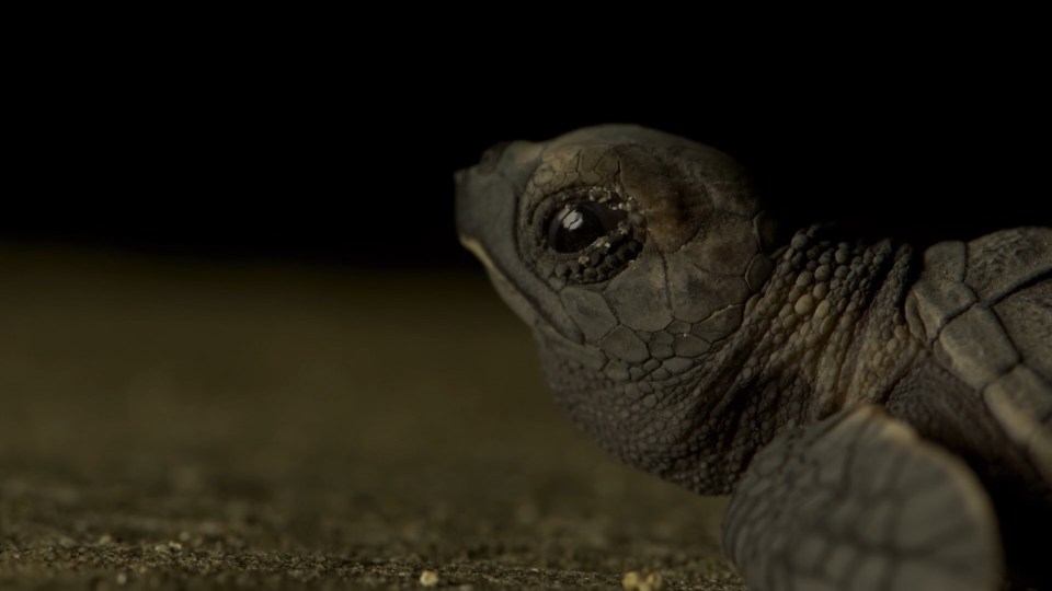 The episode inspired Sir David Attenborough himself to make an inspiring speech about saving the planet