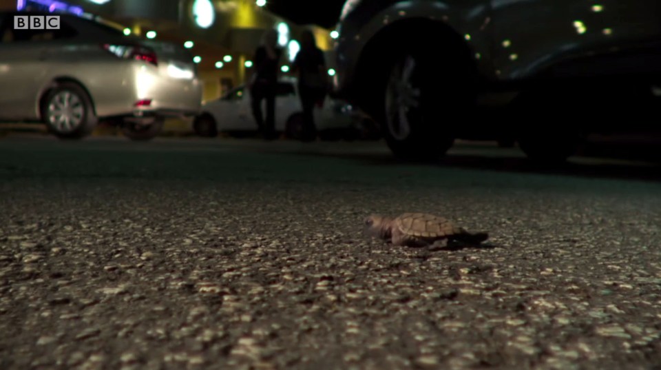 Distressed viewers watched as disorientated turtles wandered onto a busy road in Barbados