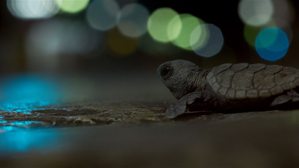 The turtles were confused by the bright lights of the nearby city, which they mistook for moonlight