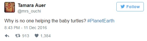 Viewer Tamara asked: 'Why is no one helping the baby turtles?’