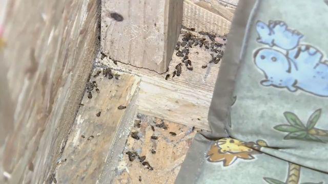 Disgusting bugs crawled all over the cowering kid