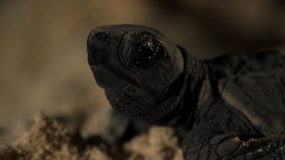 planet-earth-bbc_one_hd-ts-00_12_49_08-still013