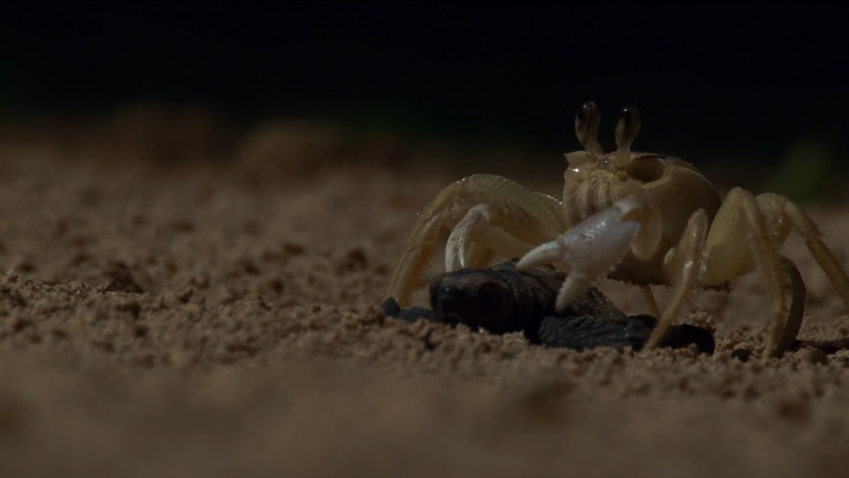 planet-earth-bbc_one_hd-ts-00_13_01_19-still016