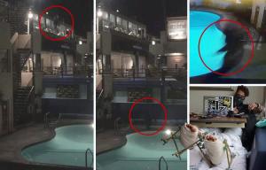 composite pool dive