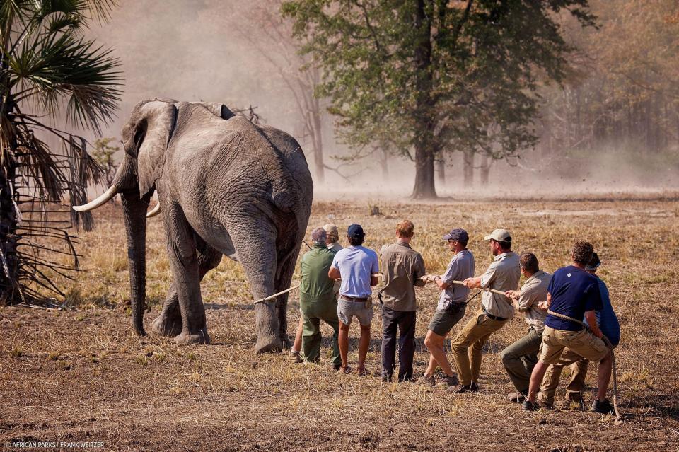  Elephant patrol . . . Prince Harry helps volunteer project and elephants