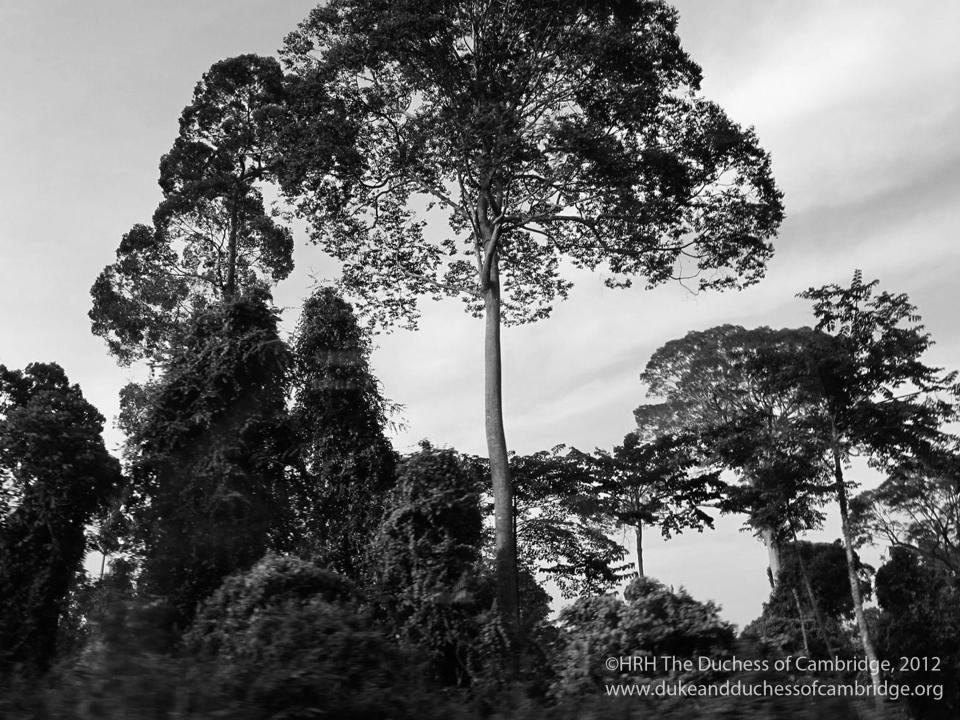 Some trees in Borneo