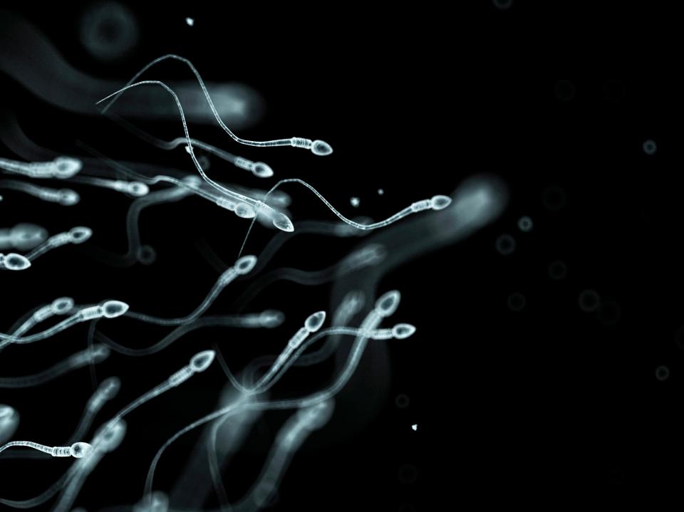  Cinnamon flavour slows sperm down, while bubblegum flavour kills cells in the testicles