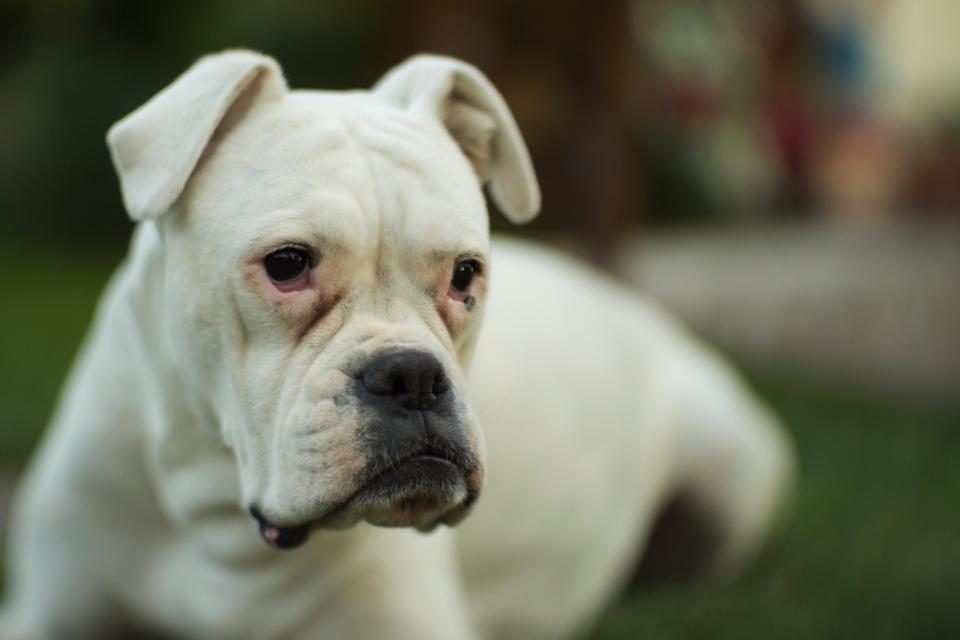 Library picture of a white boxer dog like that involved in the alleged attack