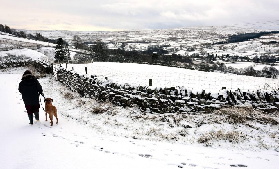 A dog walker navigates her way across snow covered ground in Weardale, County Durham today