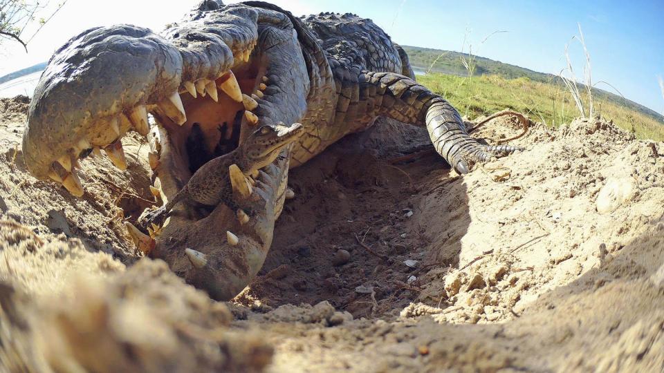 Spy in the wild: Lifelike replicas of orang-utans, crocodiles and wild dogs not only record, but also elicit responses that will shock and surprise you