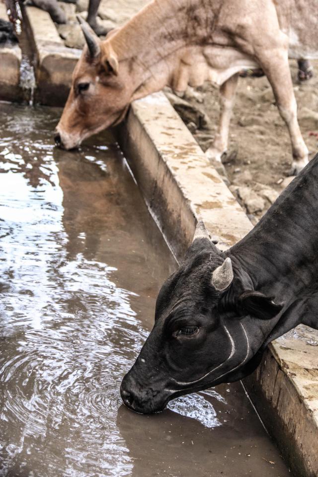 Herders travel massive distances in order to get to a common borehole now that there is barely any water in the region