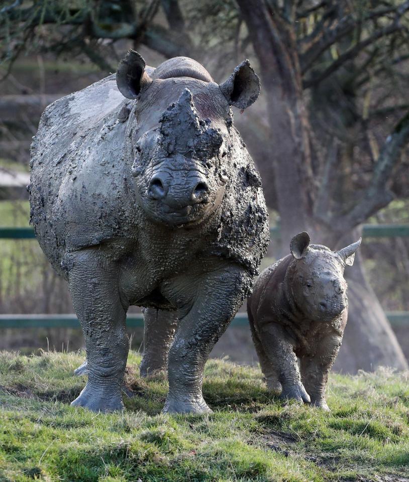 rhino
