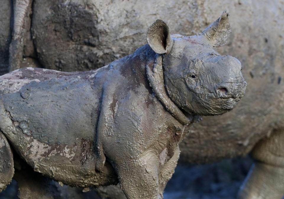 rhino