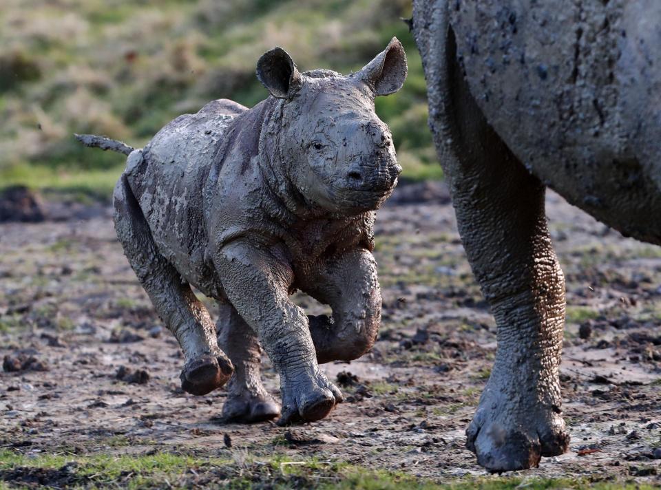 rhino