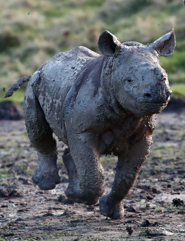 rhino