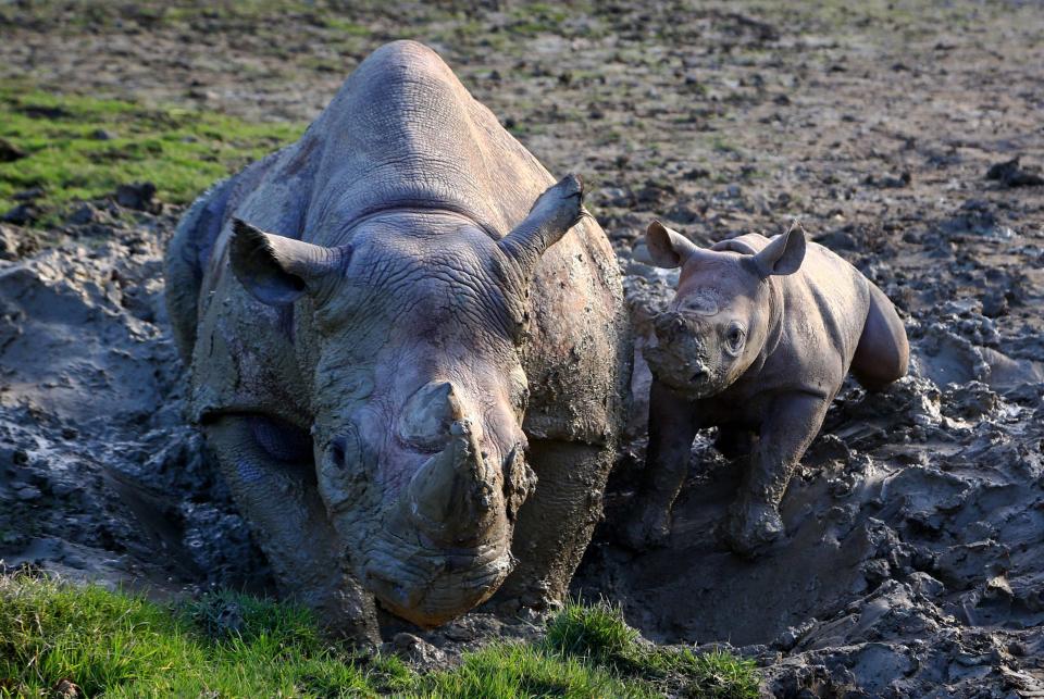 rhino