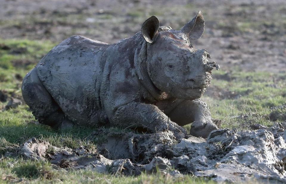 rhino