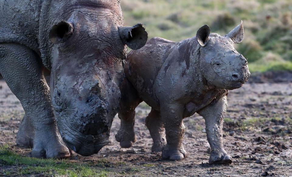 rhino