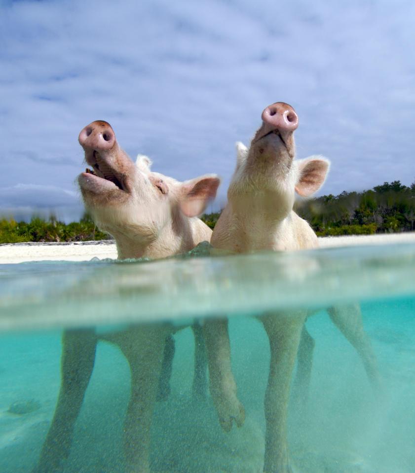 The swimming pigs of the Bahamas have become a world-famous tourist attraction 