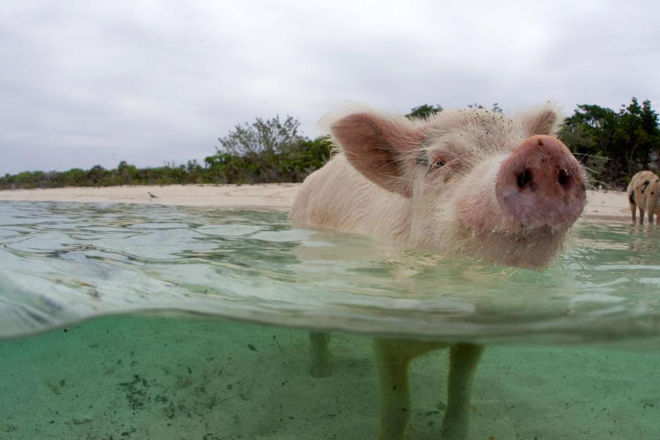 Fears are growing for the remaining pigs, with only a handful still left alive 