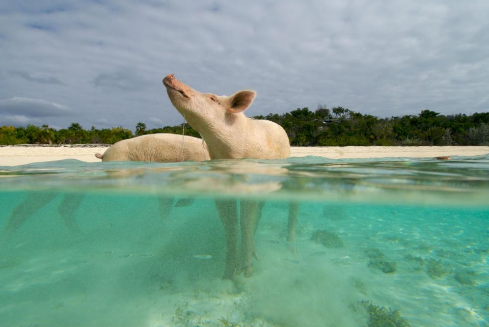 Some fear the animals could have been deliberately poisoned 