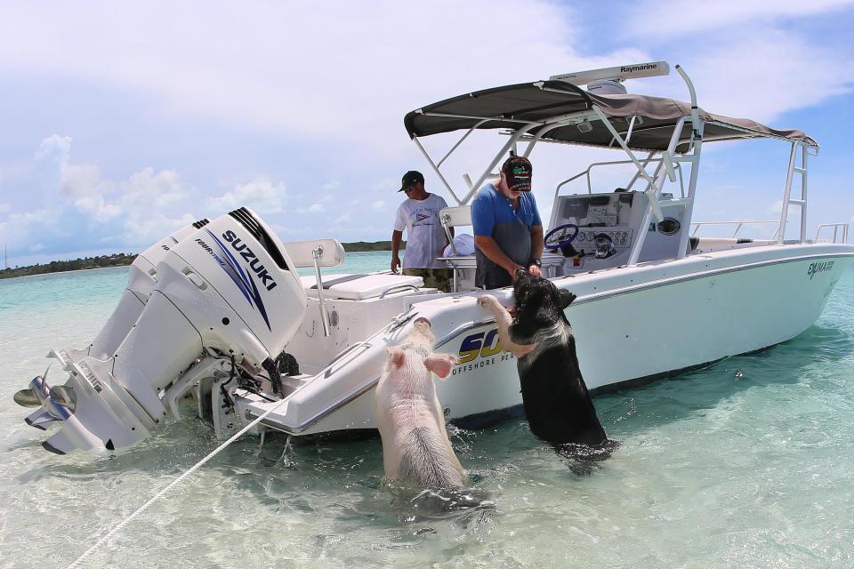Two of the friendly pigs approach a boat in the Bahamas 