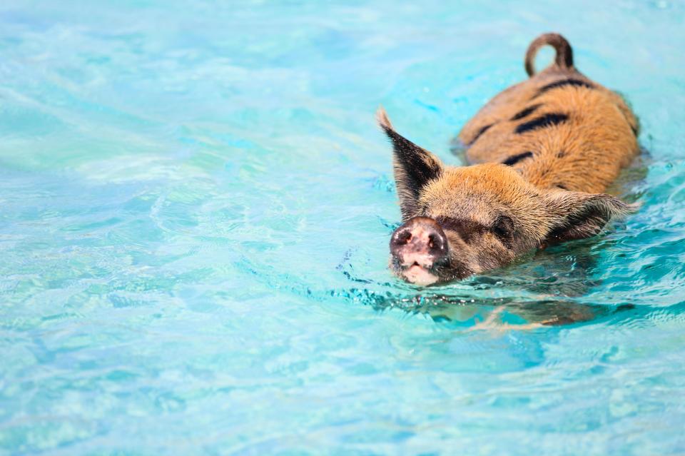 A number of the lovable creatures were found dead around ten days ago