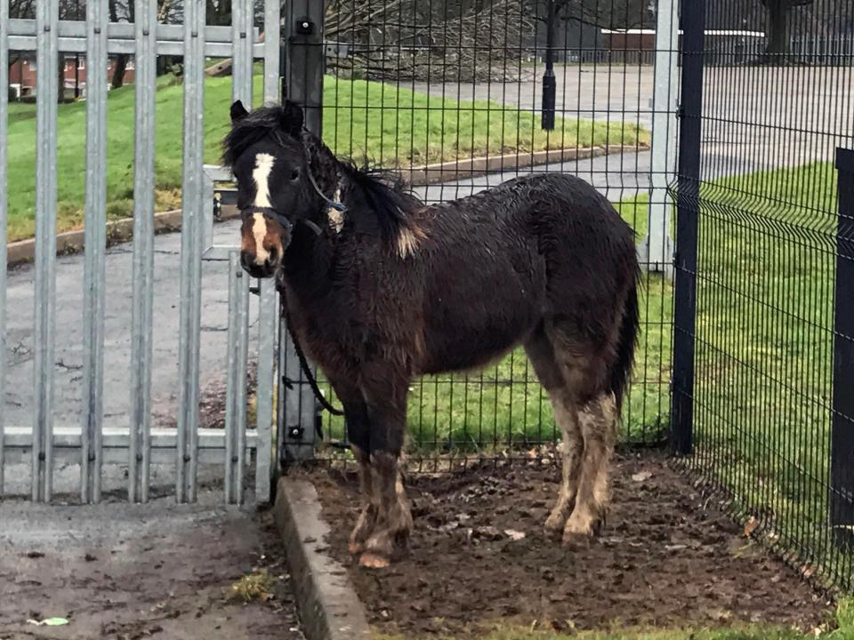  Authorities were alerted after the pony was abandoned by travellers when they were evicted from the school