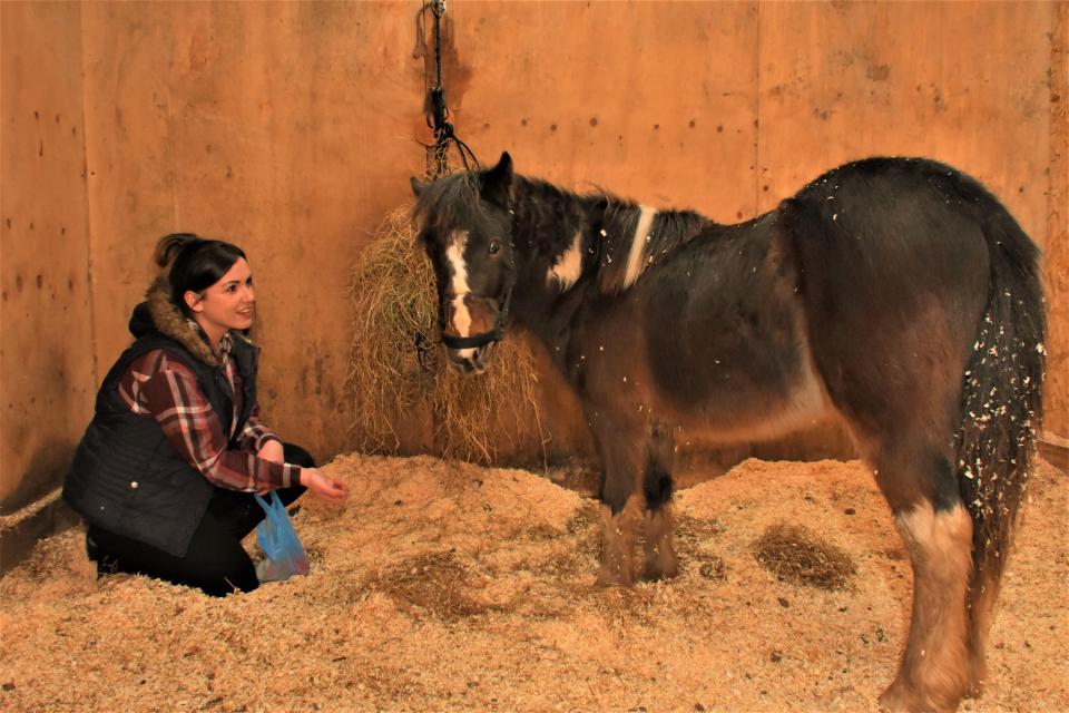  The Sun stepped in when the RSPCA failed to find Stevie a new home