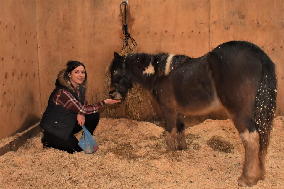  He will now live in his new warm stable until he is found a more permanent home