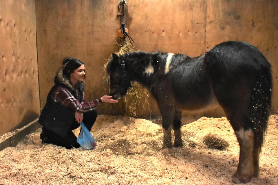  Stable hand Louise soon had the little pony eating out of her hand in his new warm home