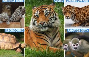 500 animals dead in FOUR years – from a rhino crushed to death and two leopard cubs EATEN, report reveals horror of Cumbria zoo where tiger mauled keeper to death
