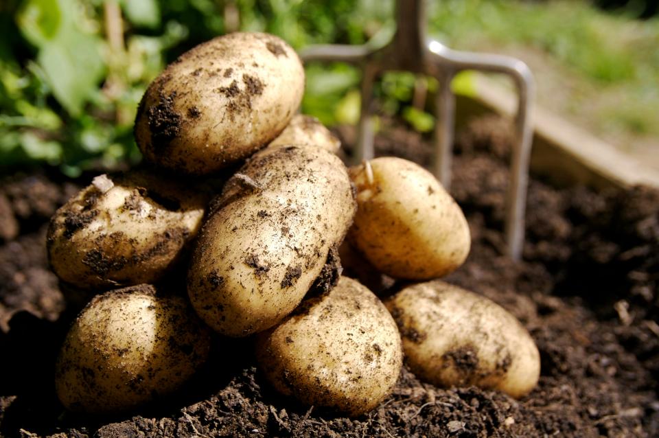  Potatoes have been a favourite on dining tables for years