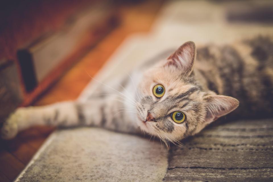  At least three cats have been confirmed to have been struck down