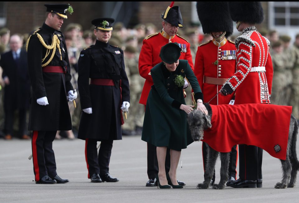  The Duchess grins as she meets a large Irish Hound as she pins a shamrock on the distinctive dog