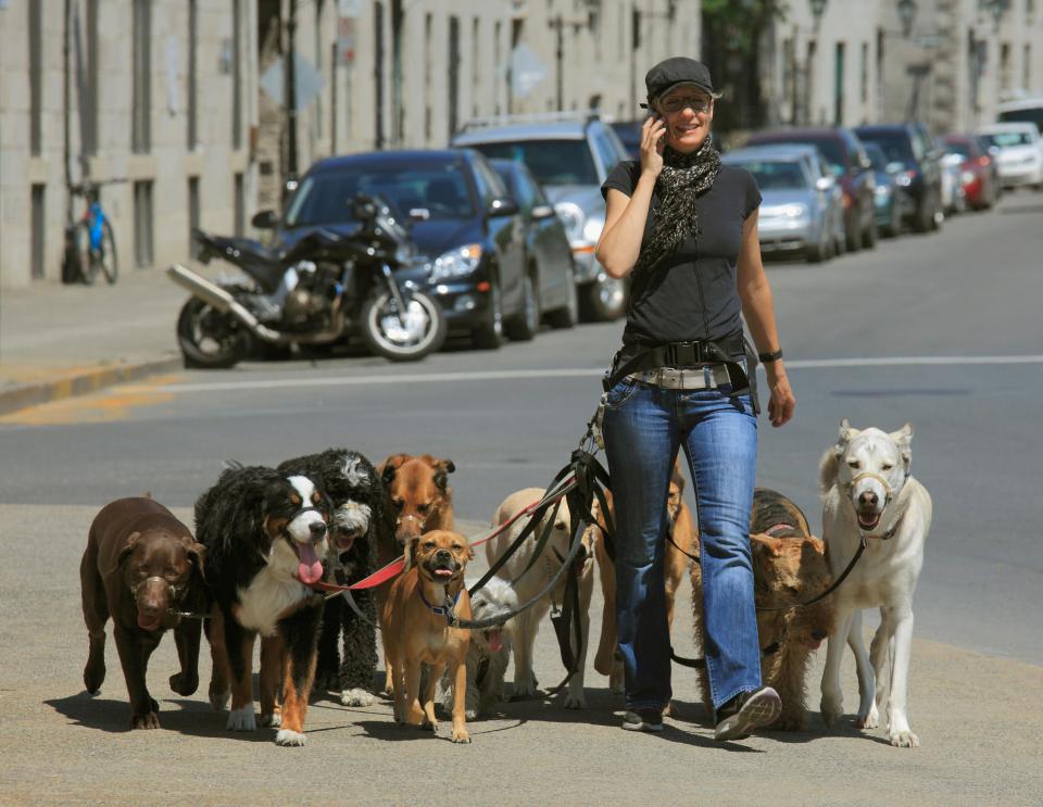  Councils' introduction of dog walking limits could backfire