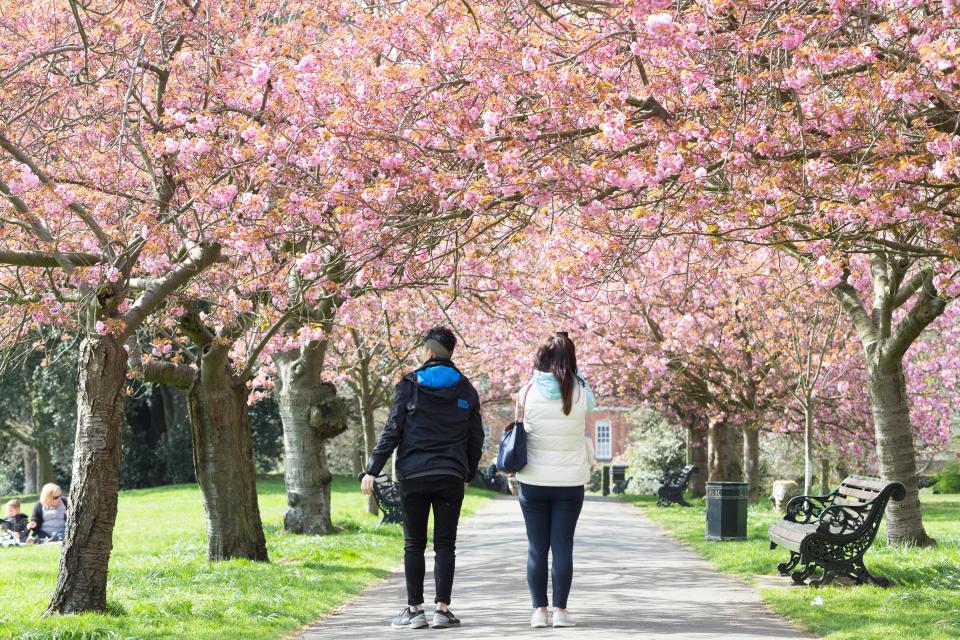  Walkers stop to enjoy the famous cherry blossom in Greenwich Park on another warm spring day in the capital city