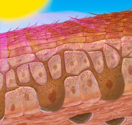 Tanning increases the production of melanin in the skin cells, which is a natural chemical your body uses to protect itself from the sun