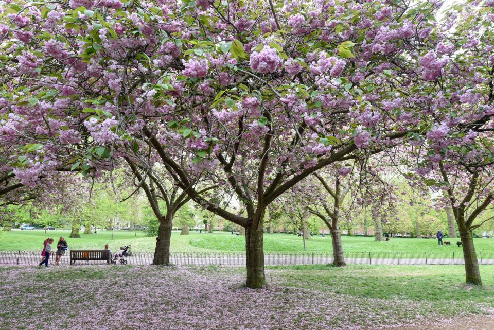  Many pretty petals can be spotted in Kew Gardens, Kensington