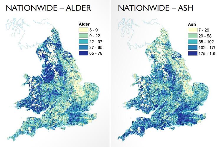Alder and ash are two of the most common causes of hay fever in Britain