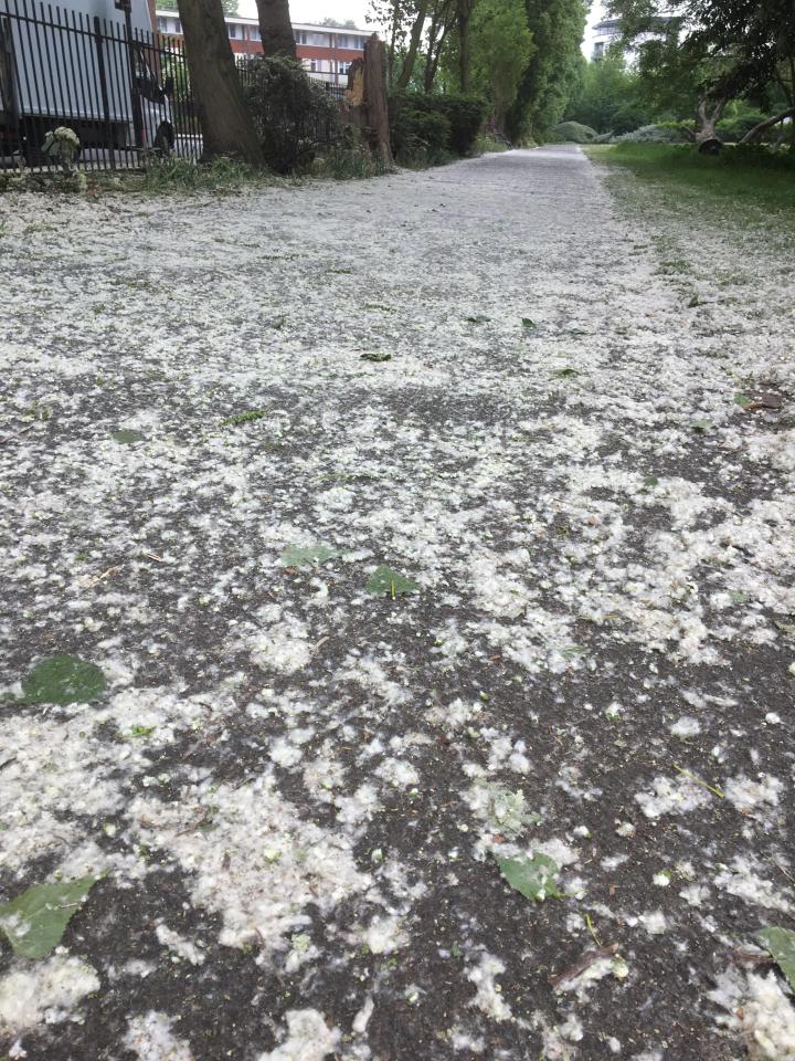  Irritant ... pollen dust spread across Britain's pavements and is on the increase, warn experts