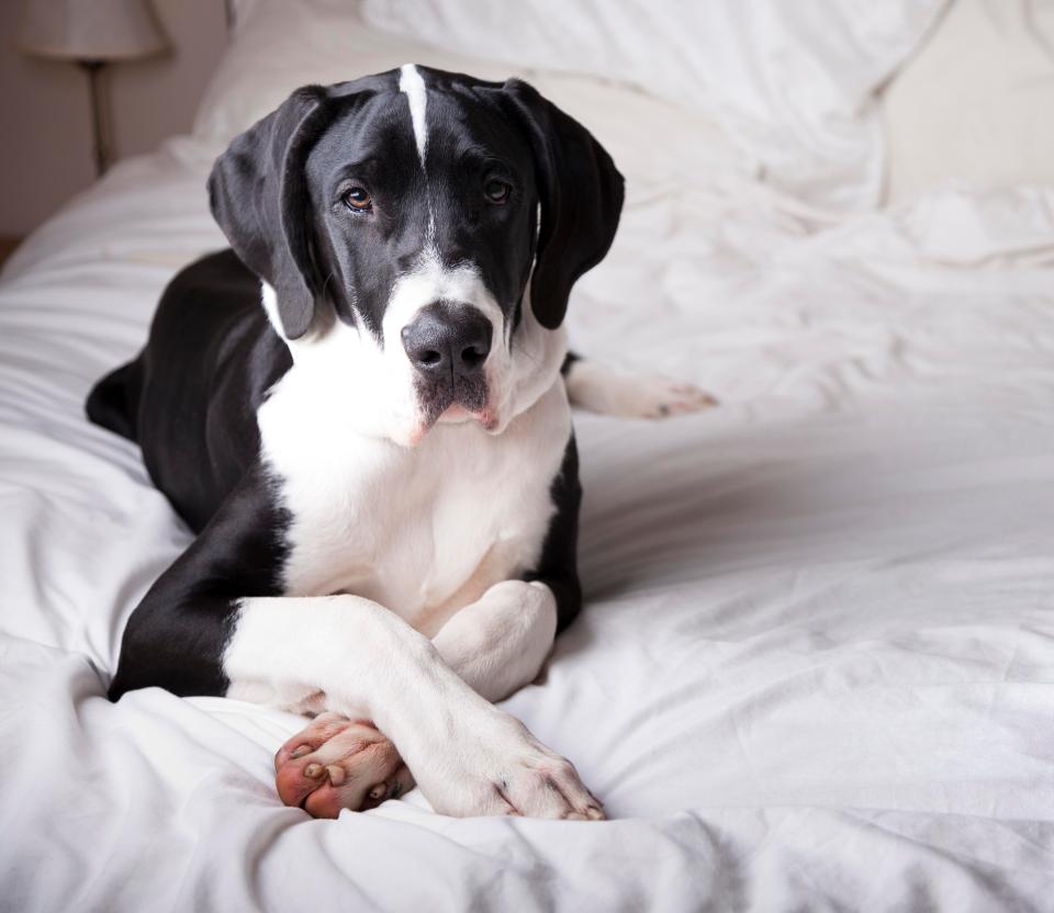 Mr Menzies denies feeding alcohol to a dog (stock photo)