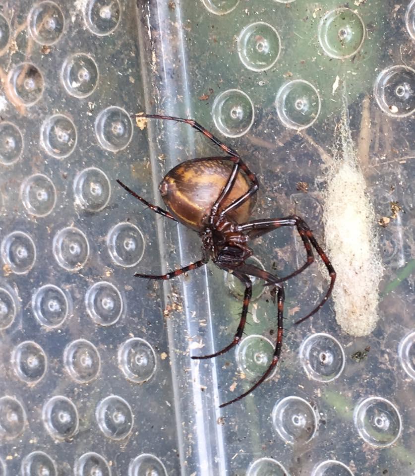  One of the venomous false widow spiders found by Paul Harry at his home in Swansea