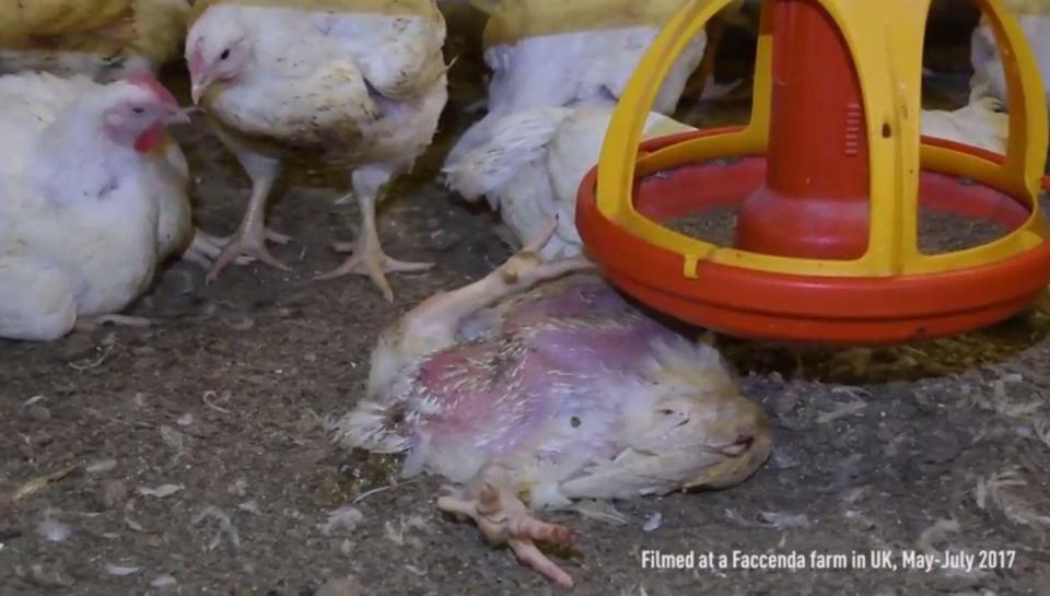  Other distressing images show chickens with ammonia burns leaving them red raw