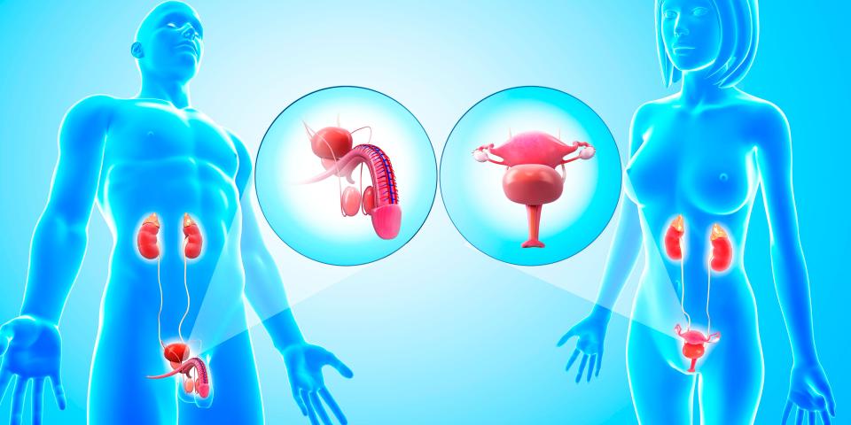 The primary reproductive organs in men are the testes, while in women they are the ovaries. In women the womb can also be removed, in an op known as a hysterectomy