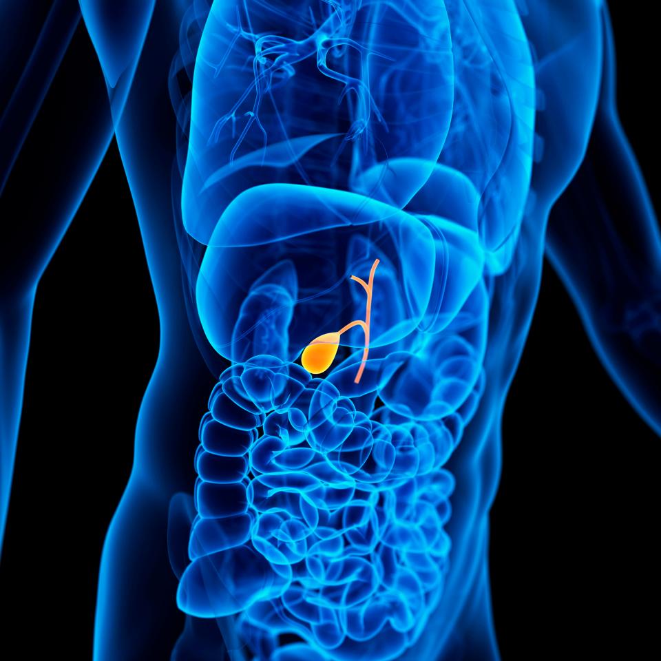The gallbladder sits under the liver, just under the ribs. It detects fat in food and releases bile into the intestines to help the body digest the fat