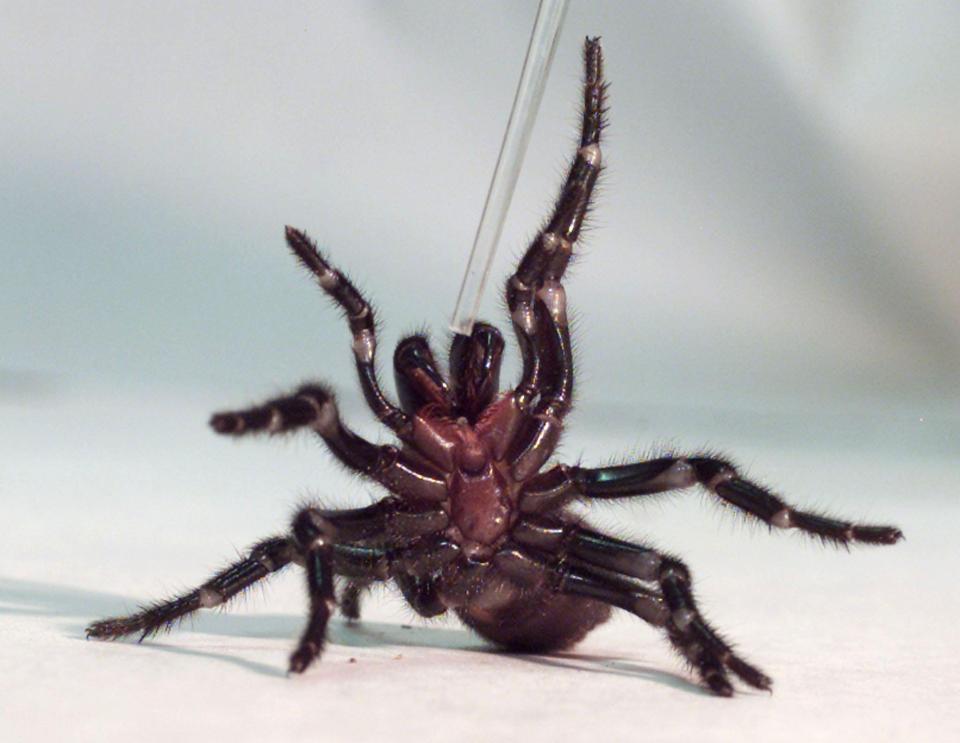  The Australian funnel web spider is one of the deadliest species in the world